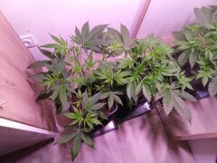 IMG_20250308_165521.jpg