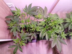 IMG_20250308_165538.jpg