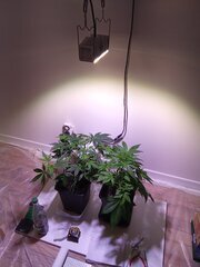 IMG_20250309_163731.jpg