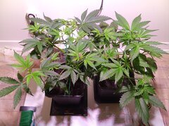 IMG_20250310_080521.jpg