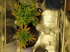 IMG_20250313_131158.jpg