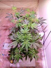 IMG_20250321_221837.jpg