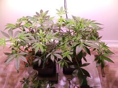 IMG_20250321_221939.jpg