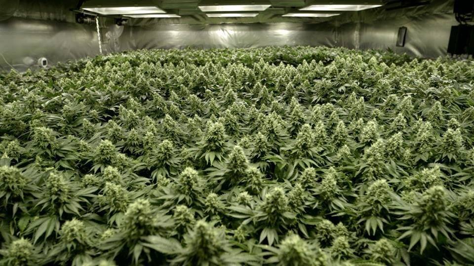 431409691_Immense-Culture-de-Cannabis-en-Interieur.jpg.d18be4696ad18b5356bdc0c657c3d5a4.jpg