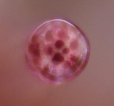 Macro TC#1 trichome rose par xtrem.png