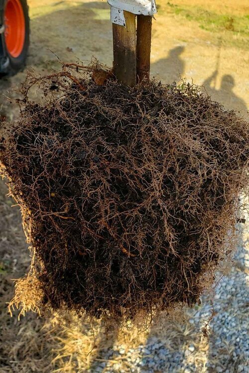 Boulding-Roots-from-Rediroot.thumb.jpg.6104d8e0da3ffdb5737e76c382c0d727.jpg