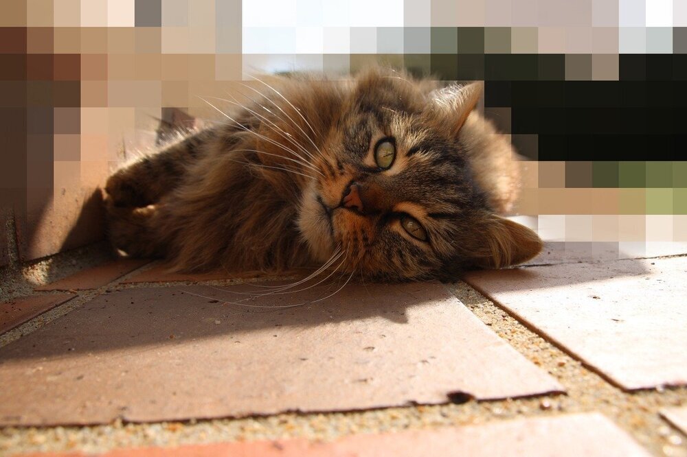 batch_IMG_3665.thumb.jpg.266142b2ca3d91c95cb3ac665c87fd10.jpg