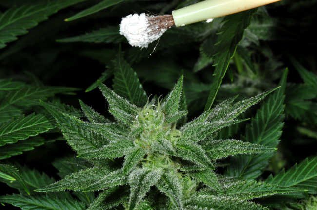 cannabis-pollination-3873738438.jpg