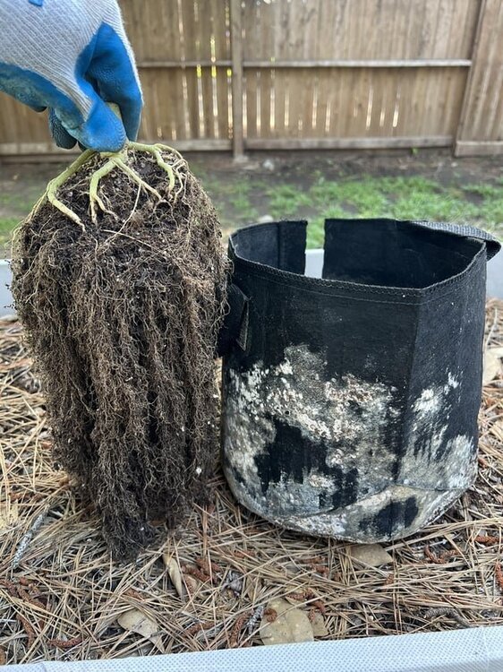 fabric-pot-air-pruned-root-zone-v0-xf3qgr9rt1wc1.thumb.jpg.e0bc86ebb73996e32a27c9752900d5a9.jpg