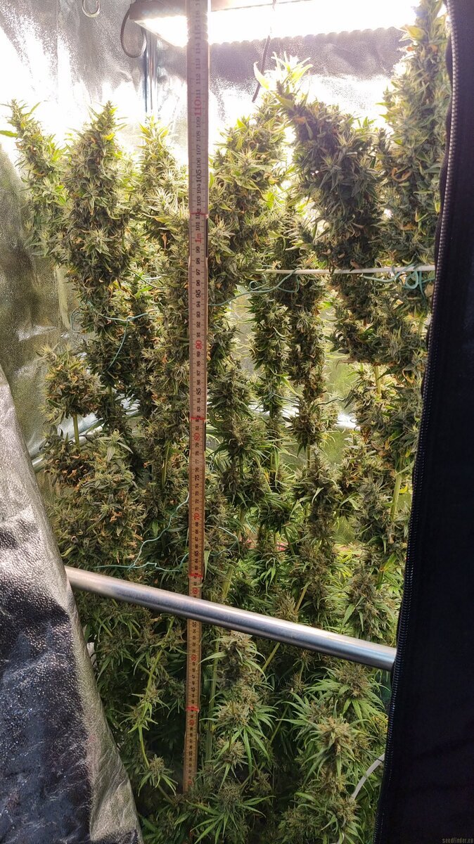 Sativa indoor greenspoon.jpg