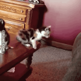 photofunky.gif.235673a34e99c7a7568e8371f51ccb38.gif
