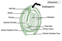 seed-diagram-ed-rosenthal~2.jpg
