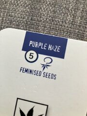 germination