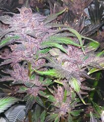 CW Lamic-Tal Purps #1