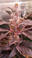 CW Lamic-Tal Purps #1