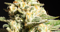 Strawberry Banana zoom