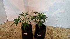 Chocolate  Haze F3 2of5.jpg