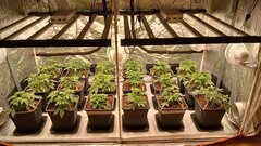 Passage en 12/12, dimmer à 40%, 380ppfd au centre