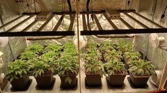 12/12 +6, taillage des plantes de droite