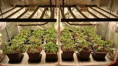 12/12 +7,dernière taille de toutes les plantes effectuée, paré pour la flo ! Dimmer à 60%, 500ppfd au centre
