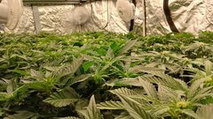12/12 +21