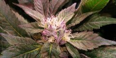 CW Lamic-Tal Purps #1