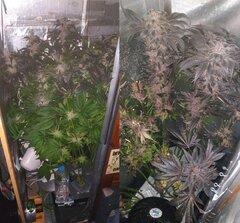CW Lamic-Tal Purps #1