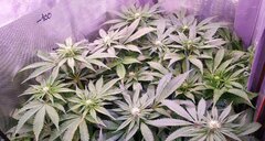 CW Lamic-Tal Purps #1