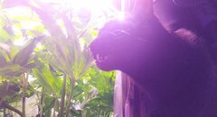 Purps #1 et ma chatte