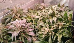 CW Lamic-Tal Purps #1