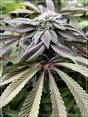 FLO+59 L.A Kush Cake x Cherrytini.jpg