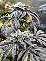 FLO+75 L.A Kush Cake x Cherrytini.jpg