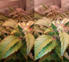 CW Lamic-Tal Purps #1