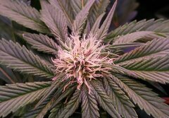 CW Lamic-Tal Purps #1