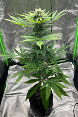 Special kush rqs 12/12 + 61 jours
