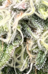 SBR trichomes