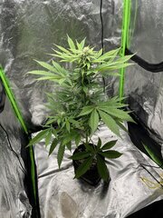 Spécial kush RQS