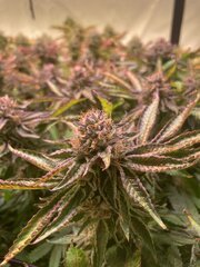 Tropicanna BX1