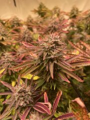 Tropicanna BX1