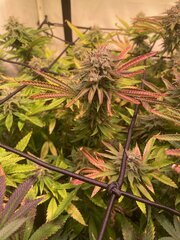 Tropicanna BX1