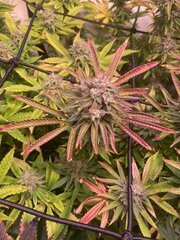 Tropicanna BX1