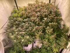 IMG_1925.jpeg