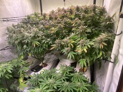 IMG_1926.jpeg