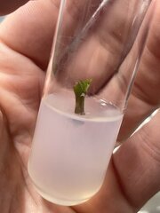 GMO - Jour 7