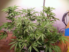 IMG_20250425_204355.jpg