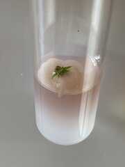 Example de contamination