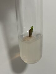 Example de contamination