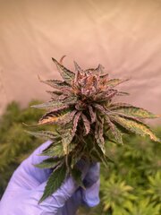 Tropicanna Punch BX1 - Oni