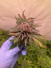 Tropicanna Punch BX1 - Oni