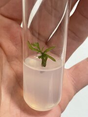 GMO - 13 jours